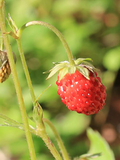 赤く熟したワイルドストロベリーの果実 (苺) (撮影日：2022年6月4日)