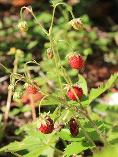 ワイルドストロベリー (撮影日：2022年6月4日)