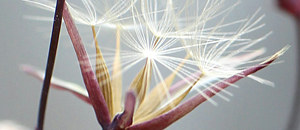 クロニガナの痩果