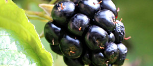 ブラックベリーの集合果