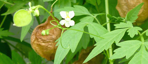 フウセンカズラの花