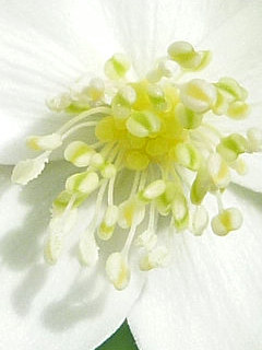 図 ニリンソウ(二輪草)