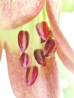 セイロンベンケイの裂開前の葯と裂開後の葯 (撮影日：2025年5月14日) 