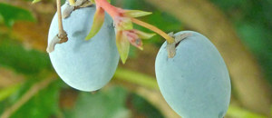 ヒイラギナンテンの漿果