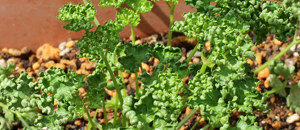 越冬前のパセリ