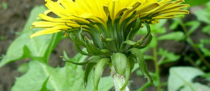 セイヨウタンポポの総苞片