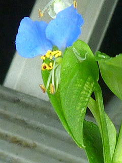 図1　ツユクサの苞(露草)