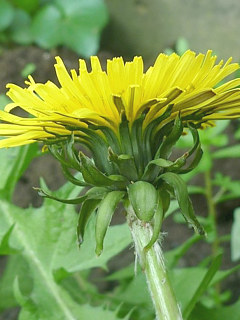 図 花序の基部にある総苞 (セイヨウタンポポ)