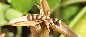 ビオラのさく果