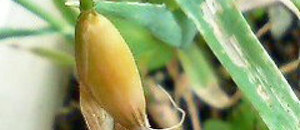 エンバクの穎果