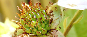 ブラックベリーの複合果