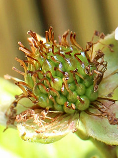 図 ブラックベリーの複合果