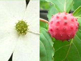 図3 ヤマボウシの複合果