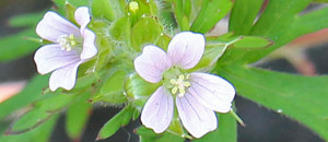 アメリカフウロの花冠