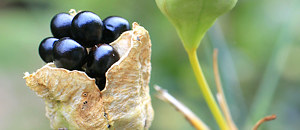 裂開したヒオウギの果実