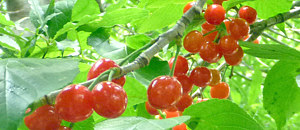 サクランボの核果