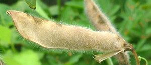 スイートピーの乾果