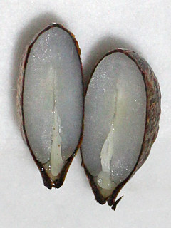 カキの胚  (撮影日：2025年12月26日)