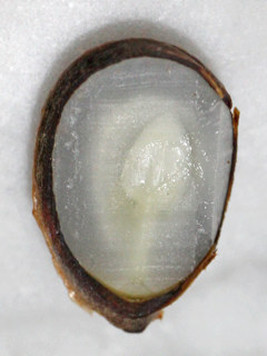 カキの胚  (撮影日：2025年12月26日)