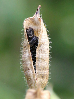 図　裂開したチドリソウの袋果と黒い種子 (撮影日：2024年7月3日) 