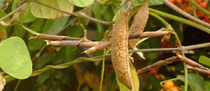 ヤブマメの豆果