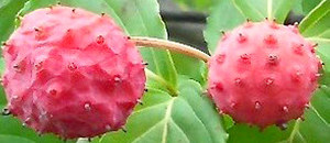 ヤマボウシの多花果