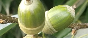 シラカシの堅果