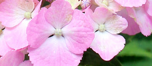 アジサイの装飾花の画像