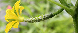 キュウリの子房