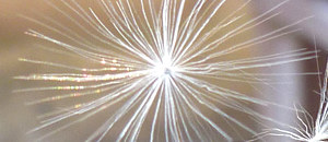 セイヨウタンポポの冠毛