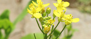 ミニチンゲンサイの花柄