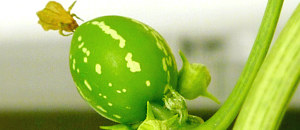 オキナワスズメウリのウリ状果