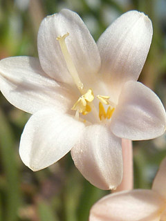 図　キルタンサスの花被