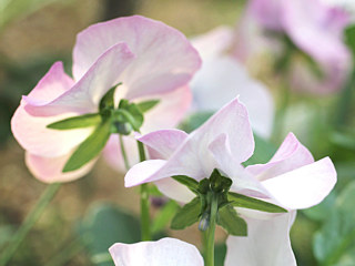 図　ビオラの花被