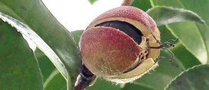 サザンカの果皮