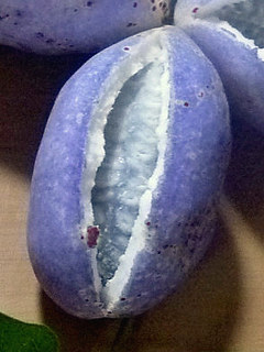 図2 ミツバアケビ