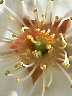 ウメ(梅) (1-2) 白色の花 雄しべと雌しべの拡大(撮影日：2022年3月6日) 