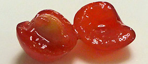 ユスラウメの核