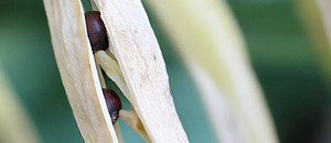 キャベツの胎座