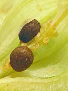 図 ホウセンカの胎座