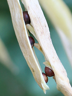 図 キャベツの胎座 (撮影日：2024年7月5日)