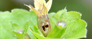 キキョウソウの孔開さく果