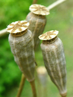 図 ナガミヒナゲシの孔開さく果