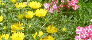 アステリスクスとバーベナの花