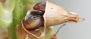 オオバコの蓋果