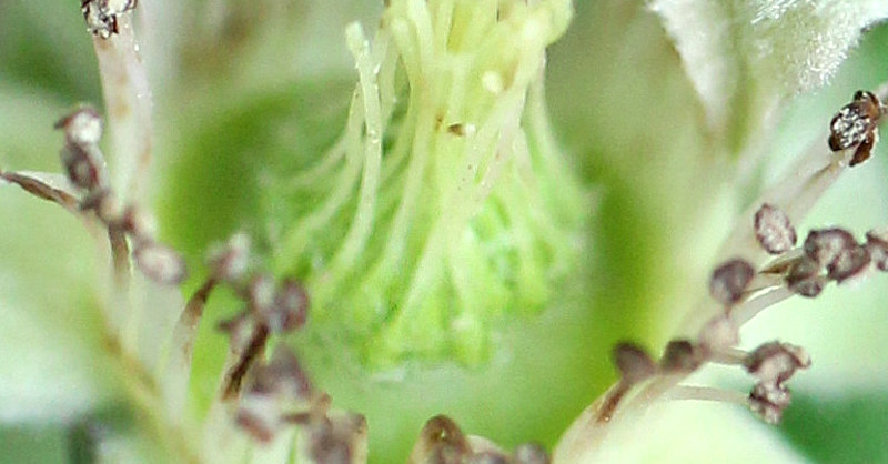 ナワシロイチゴの花托