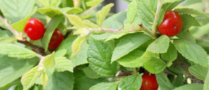 ユスラウメの液果