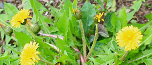ニホンタンポポの花茎