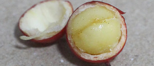 ナンテンの種子