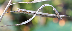 キャベツの長角果